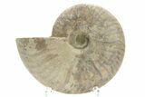 Silver Iridescent Ammonite (Cleoniceras) Fossil - Madagascar #219562-1